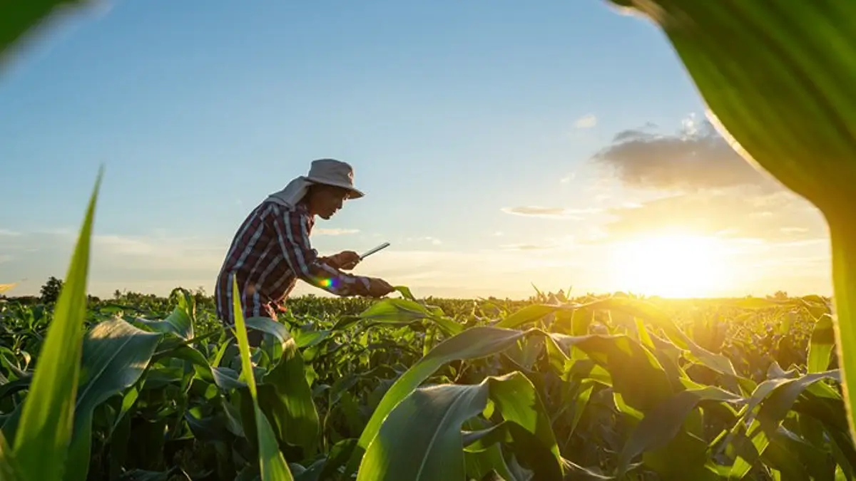 Agricultural Learnerships 2025/2026: Opportunities applications